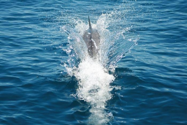 delfines del pacifico